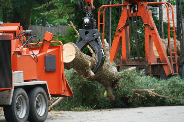 Residential Tree Removal in North Yelm, WA